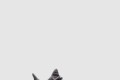 [YEEZY-이지부스트]350 V2 벨루가2.0 AH2203