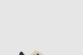 [FERRAGAMO-페레가모]간치니 로우탑 스니커즈 029239