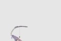 [JIMMY CHOO-지미추]Saeda 100